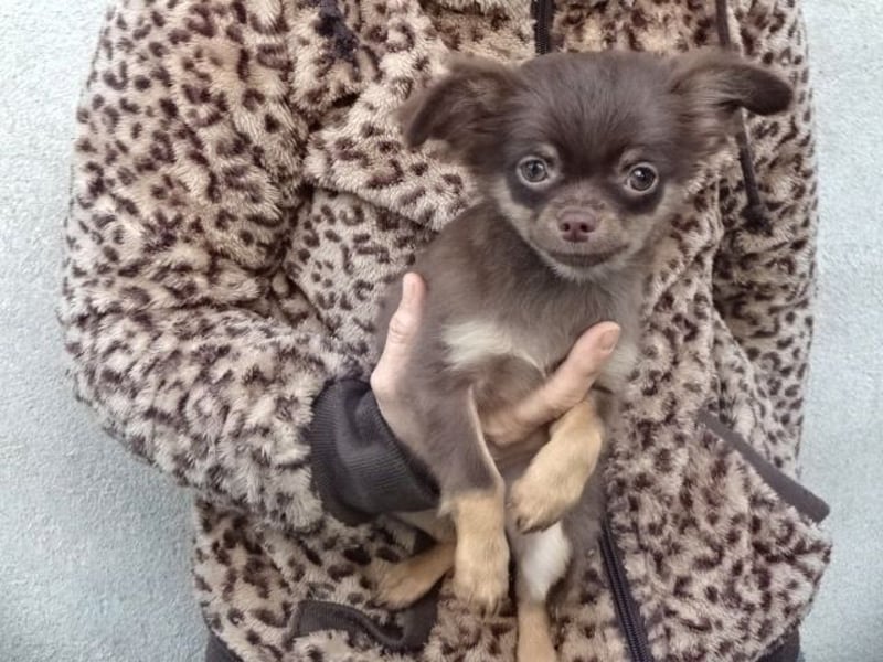 Hübsche Chihuahua Rüden suchen ein zuhause in lilac