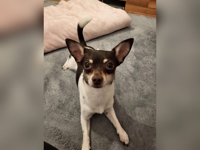 Lieber Chihuahua sucht neues Zuhause