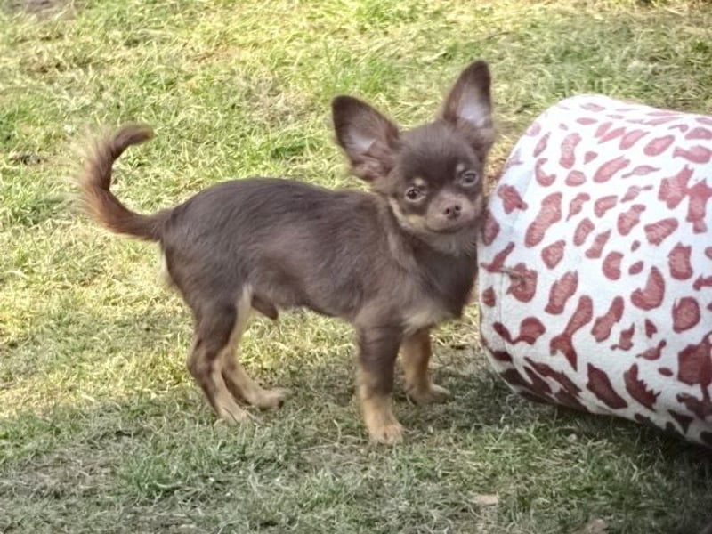 Hübsche Chihuahua Rüden suchen ein zuhause in lilac