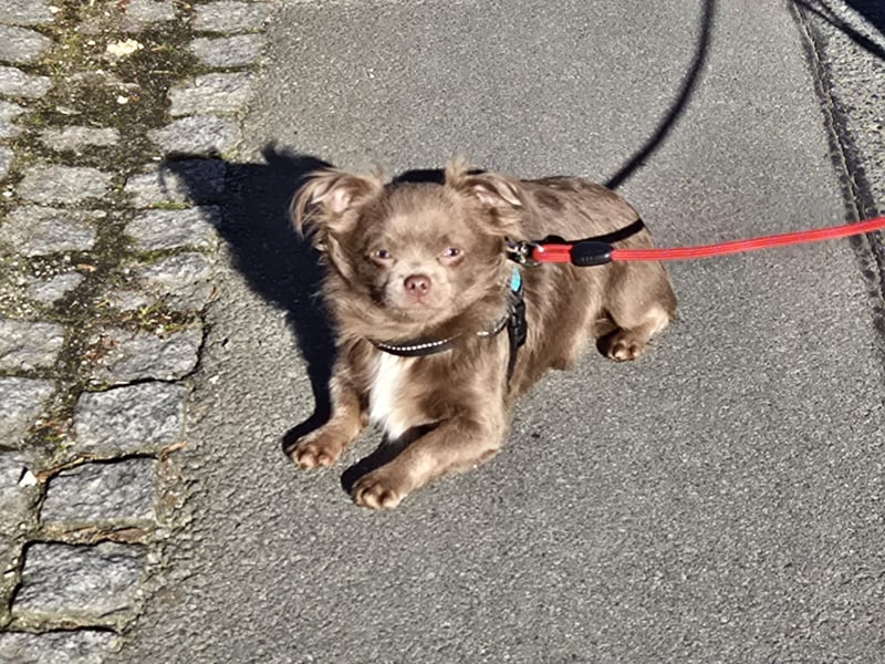 Hübsche Chihuahua Rüden suchen ein zuhause in lilac
