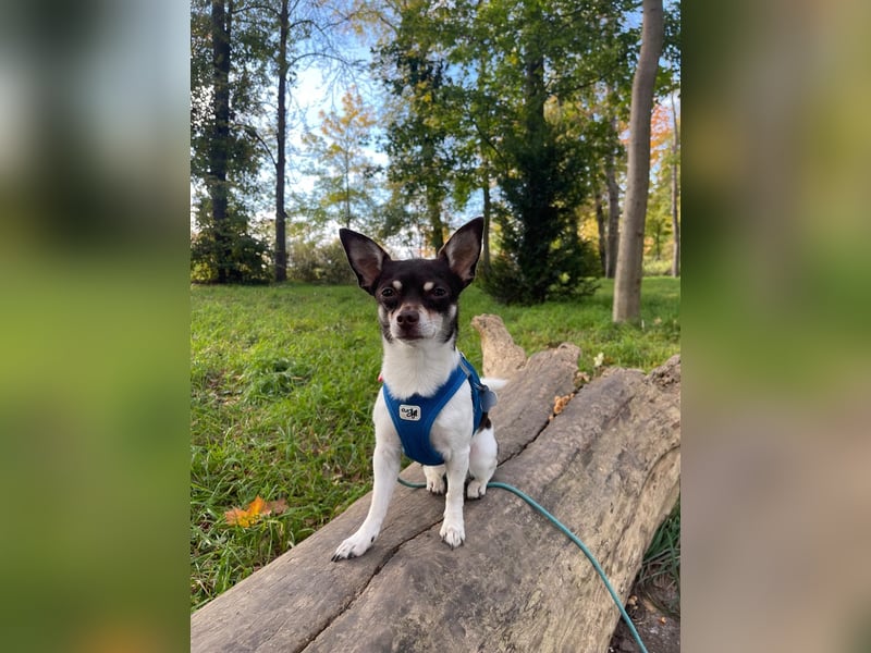 Lieber Chihuahua sucht neues Zuhause