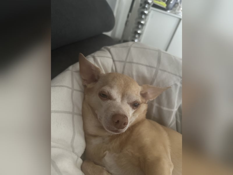 Chihuahua Eddy