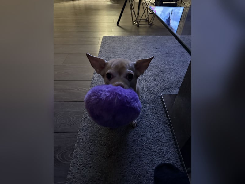 Chihuahua Eddy