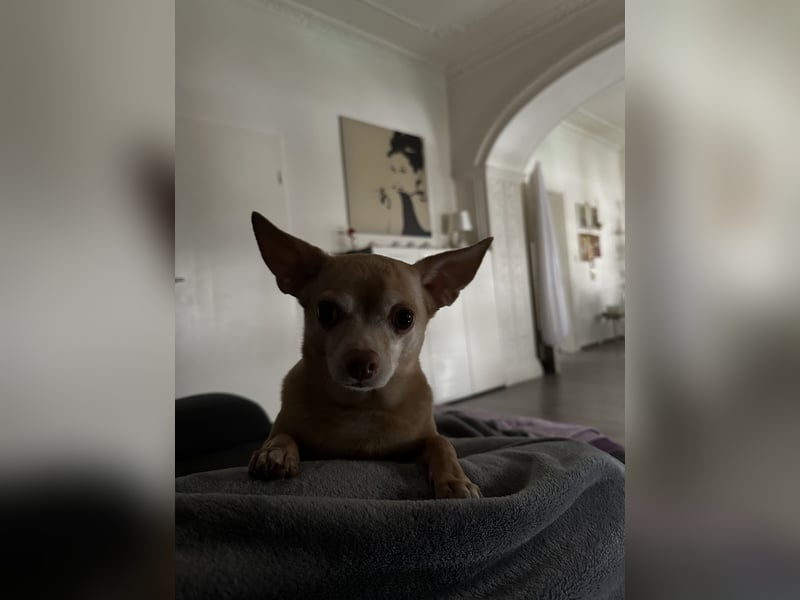 Chihuahua Eddy