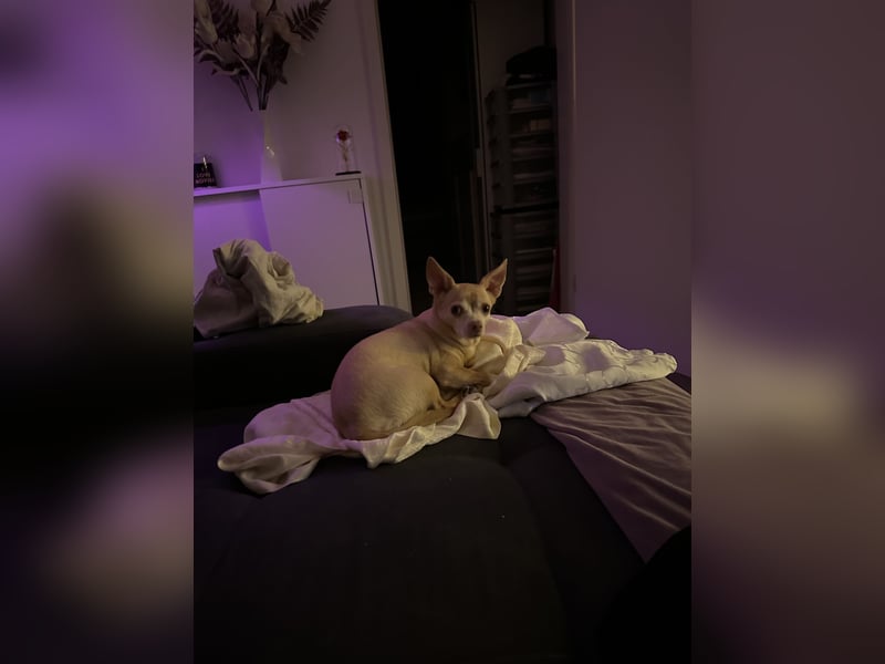 Chihuahua Eddy