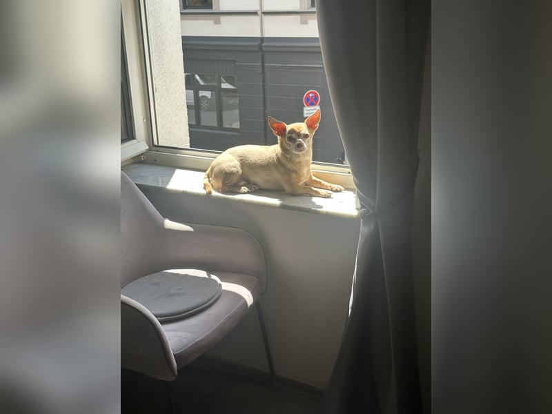 Chihuahua Eddy
