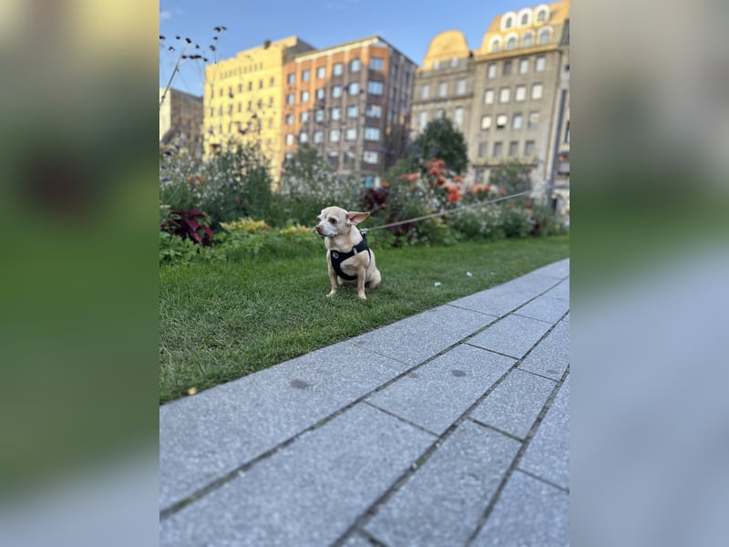 Chihuahua Eddy