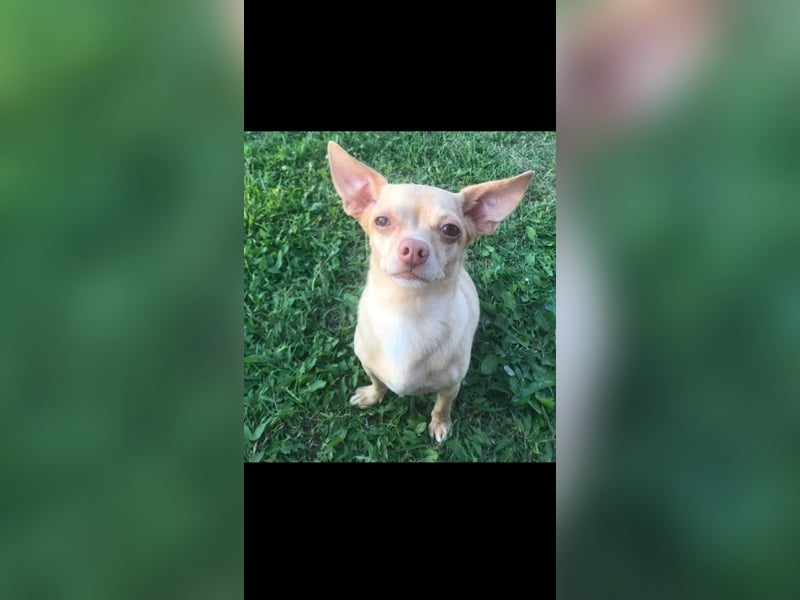 Chihuahua Eddy