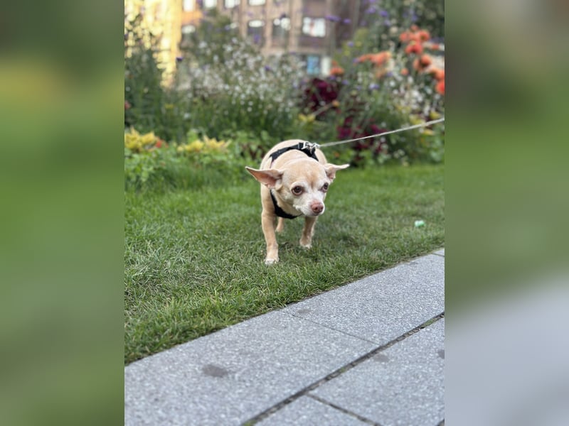 Chihuahua Eddy