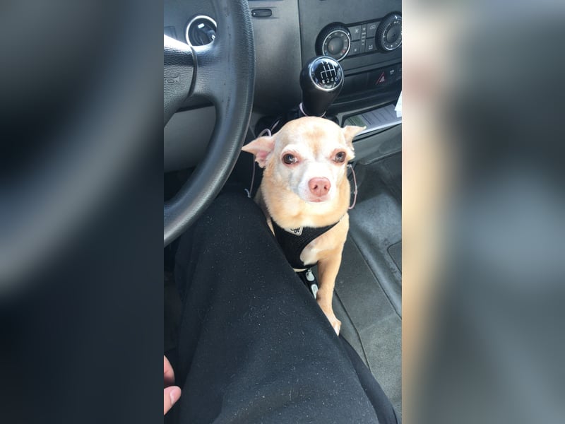 Chihuahua Eddy