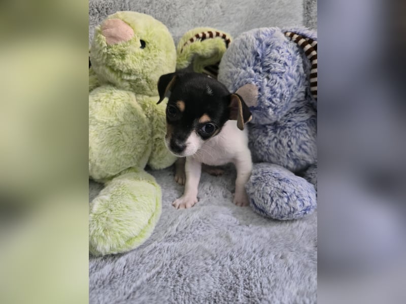 Jackrussel-Chihuahua-Welpen abzugeben