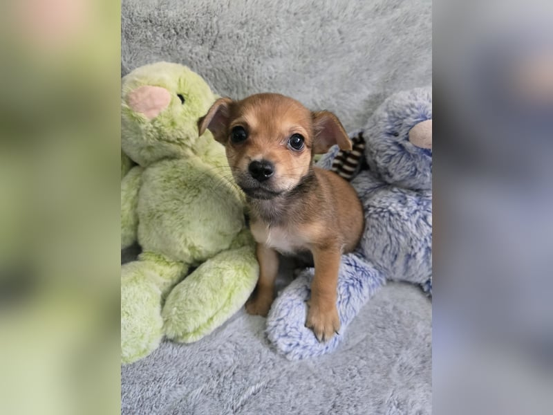 Jackrussel-Chihuahua-Welpen abzugeben