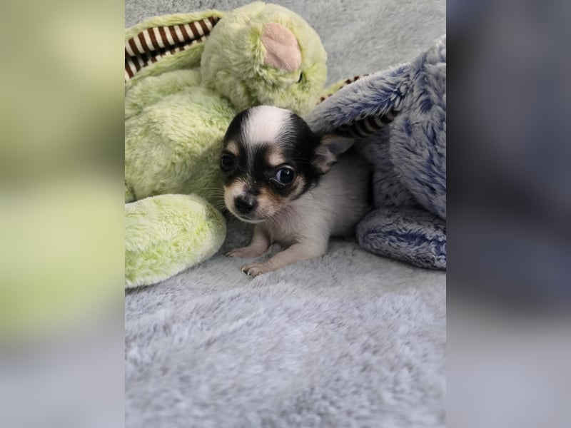 Jackrussel-Chihuahua-Welpen abzugeben