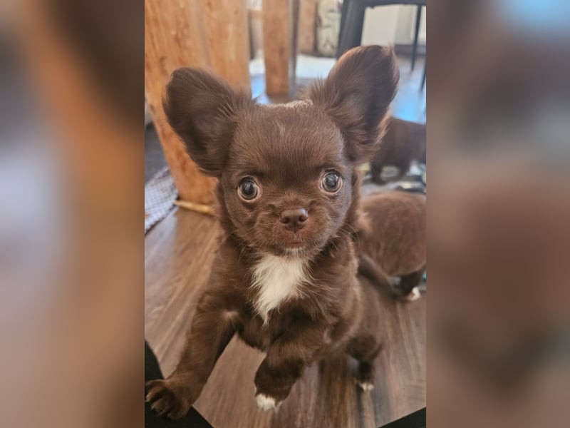 Chihuahua Rüde Schoko Langhaar mit Ahnentafel