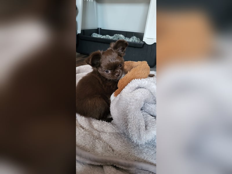 Chihuahua Rüde Schoko Langhaar mit Ahnentafel