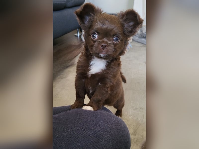 Chihuahua Rüde Schoko Langhaar mit Ahnentafel