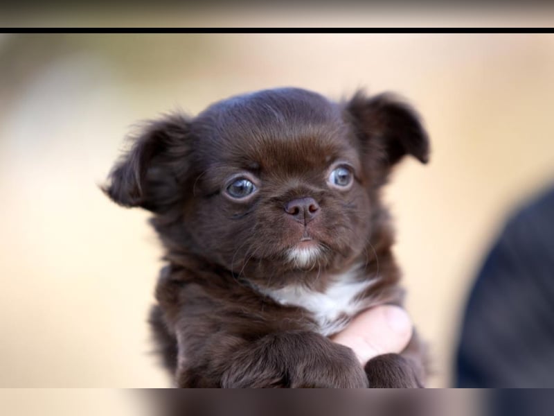 Chihuahua Rüde Schoko Langhaar mit Ahnentafel