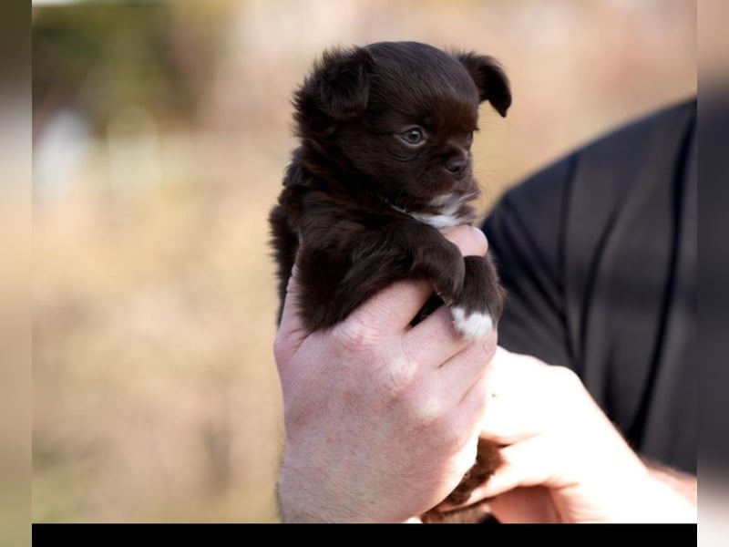 Chihuahua Rüde Schoko Langhaar mit Ahnentafel