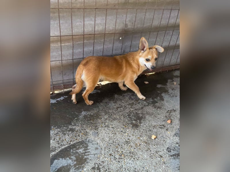 Mr. Langohr -LM, kleiner Hund - große Hoffnung