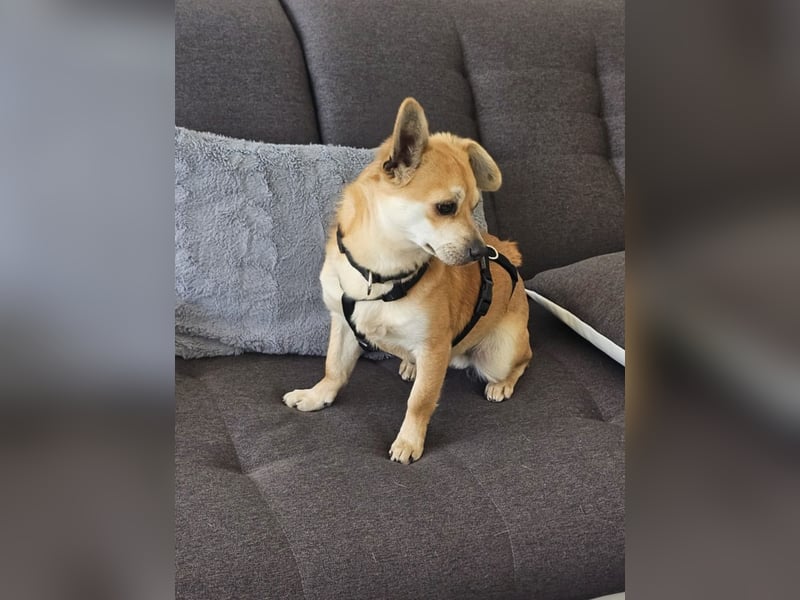 Mr. Langohr -LM, kleiner Hund - große Hoffnung