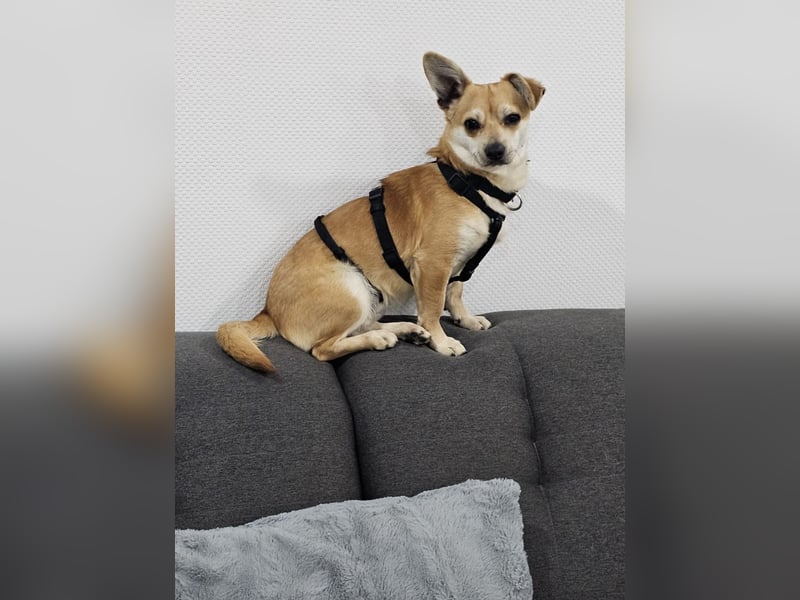 Mr. Langohr -LM, kleiner Hund - große Hoffnung