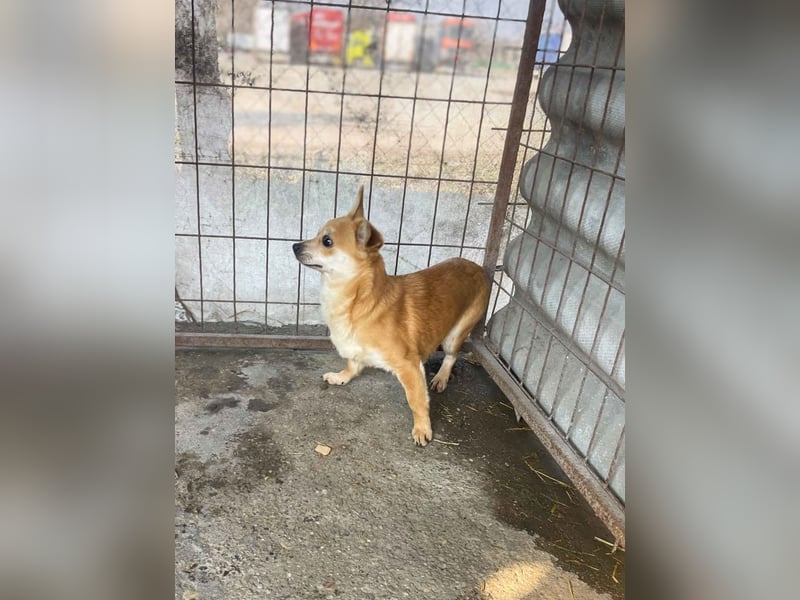 Mr. Langohr -LM, kleiner Hund - große Hoffnung