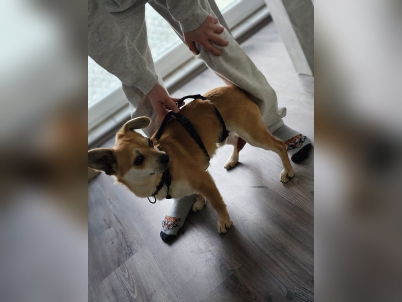 Mr. Langohr -LM, kleiner Hund - große Hoffnung