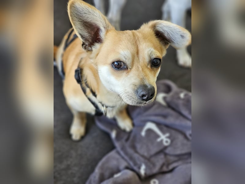 Mr. Langohr -LM, kleiner Hund - große Hoffnung