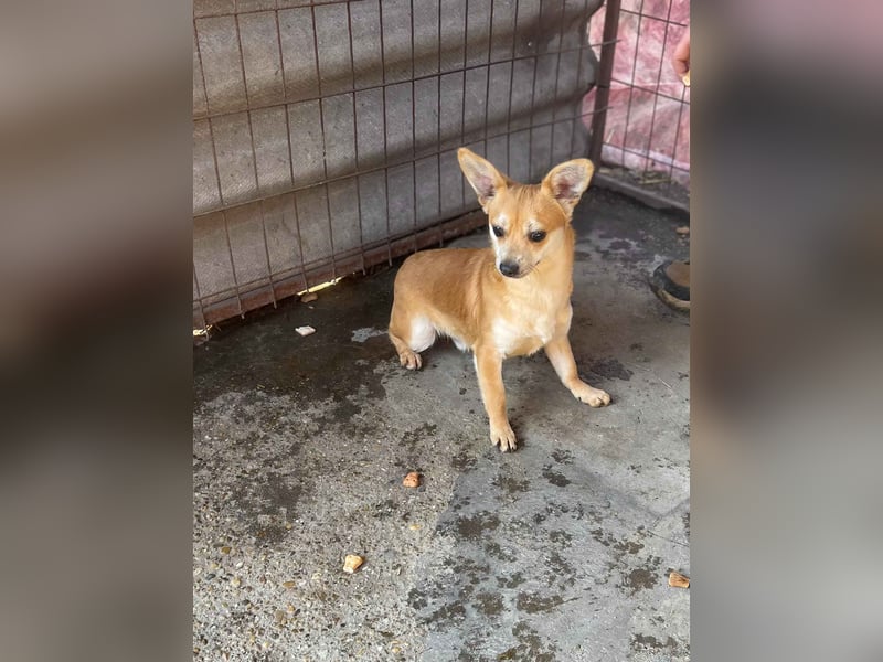 Mr. Langohr -LM, kleiner Hund - große Hoffnung