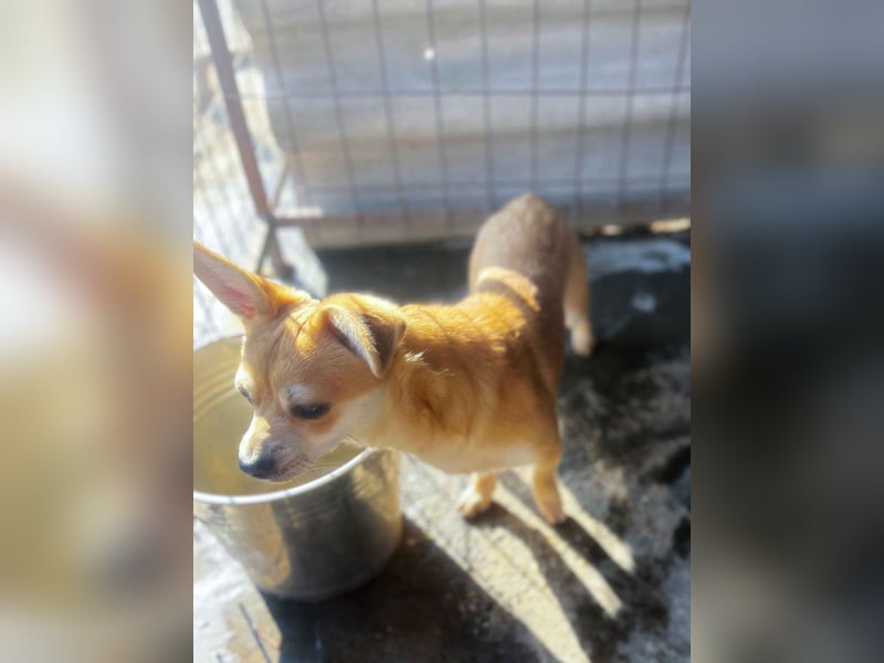 Mr. Langohr -LM, kleiner Hund - große Hoffnung