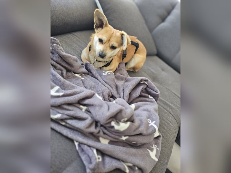 Mr. Langohr -LM, kleiner Hund - große Hoffnung
