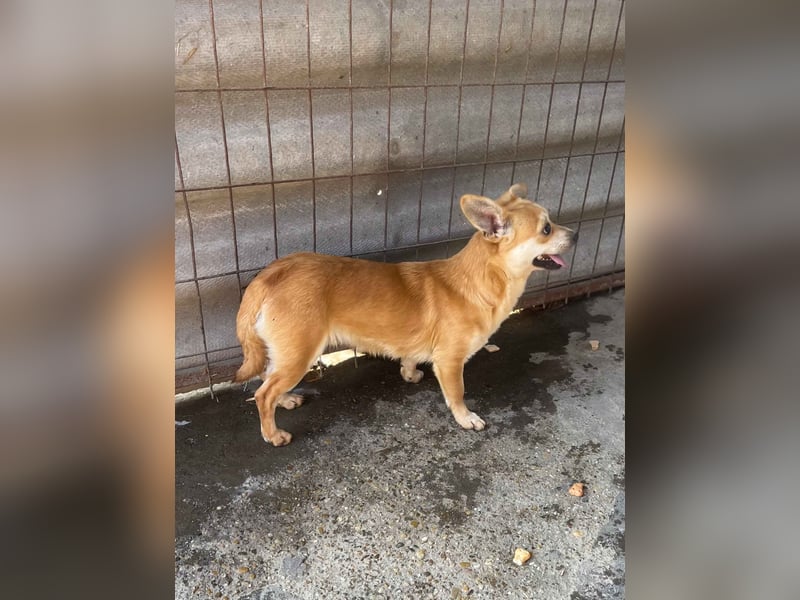 Mr. Langohr -LM, kleiner Hund - große Hoffnung