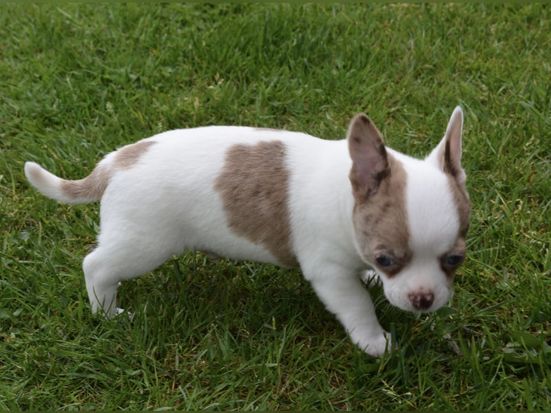 Chihuahua Junge