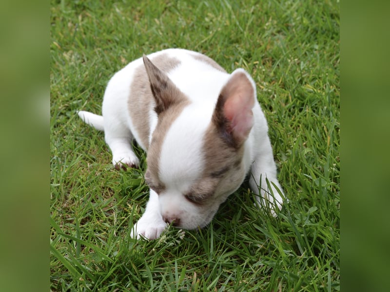 Chihuahua Junge