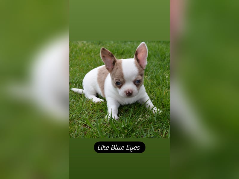 Chihuahua Junge