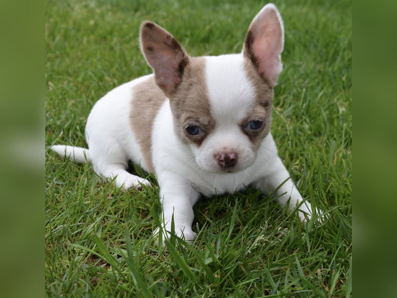 Chihuahua Junge