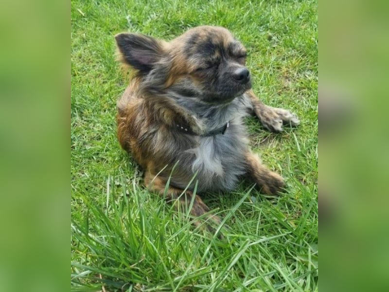 Süßer Chihuahua-Rüde sucht ein liebevolles Zuhause