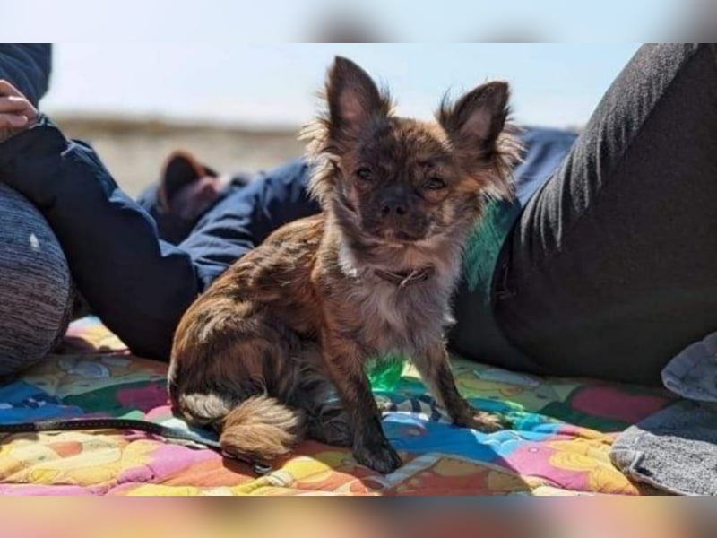 Süßer Chihuahua-Rüde sucht ein liebevolles Zuhause