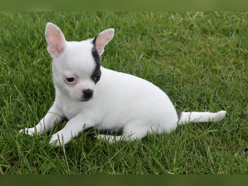 Chihuahua Brindle Schecke