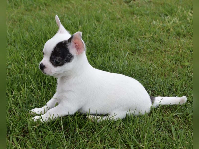 Chihuahua Brindle Schecke