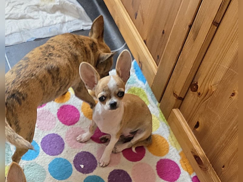 Disney Chihuahuarüde 2-fach geimpft sucht DICH auf Lebenszeit!