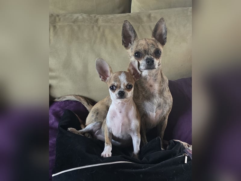 Disney Chihuahuarüde 2-fach geimpft sucht DICH auf Lebenszeit!