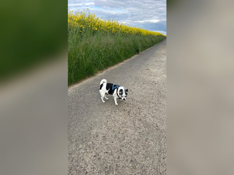 Alwin sucht dringend neues Zuhause