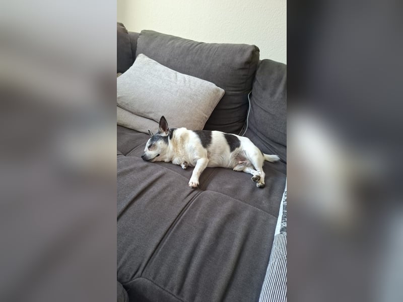 Alwin sucht dringend neues Zuhause