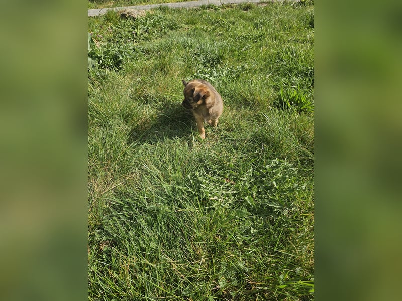 Verkaufe Chihuahua