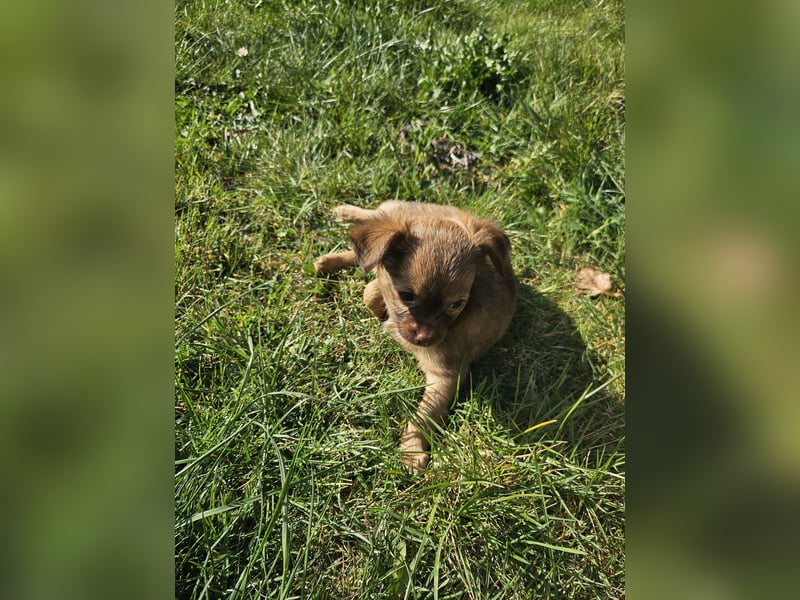 Verkaufe Chihuahua