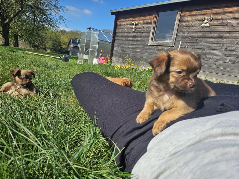Verkaufe Chihuahua