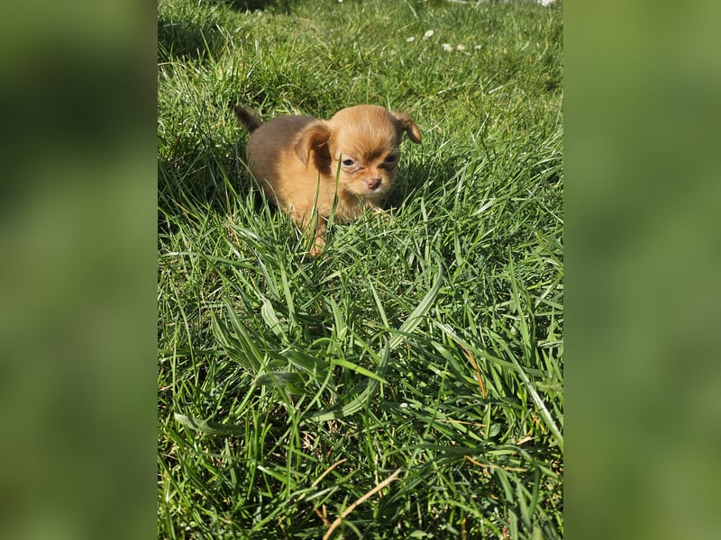 Verkaufe Chihuahua