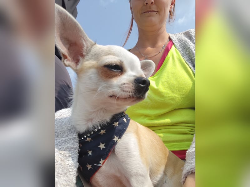 Chihuahua Deckrüde Hannibal