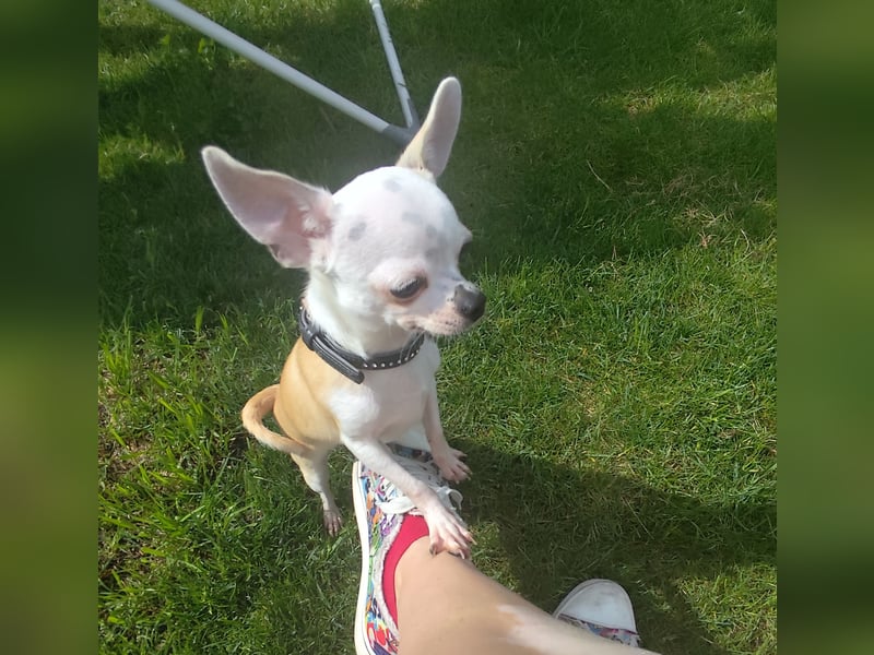 Chihuahua Deckrüde Hannibal